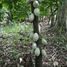  Land for sale in Comalcalco, Tabasco, Comalcalco