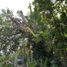 Terrain à vendre à Seyegan, Yogyakarta, Seyegan, Sleman, Yogyakarta