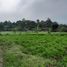  Terrain for sale in Puncak Gunung Mas Tea Gardens, Cisarua, Cisarua