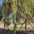  Land for sale in Chile, Santiago, Santiago, Santiago, Chile