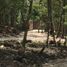  Terreno (Parcela) en venta en Felipe Carrillo Puerto, Quintana Roo, Felipe Carrillo Puerto
