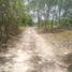  Grundstück zu verkaufen in Othon P Blanco, Quintana Roo, Othon P Blanco
