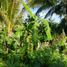  Land for sale in Tixcacalcupul, Yucatan, Tixcacalcupul