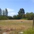  Terrain for sale in Maule, San Clemente, Talca, Maule