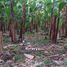  Land for sale in Santo Domingo De Los Colorados, Santo Domingo De Los Tsachilas, Santo Domingo De Los Colorados, Santo Domingo, Santo Domingo De Los Tsachilas