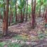 Land for sale in Santo Domingo De Los Colorados, Santo Domingo De Los Tsachilas, Santo Domingo De Los Colorados, Santo Domingo, Santo Domingo De Los Tsachilas