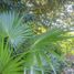  Land for sale in Puerto Morelos, Quintana Roo, Puerto Morelos, Quintana Roo