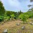  Land for sale in Vilcabamba Victoria, Loja, Vilcabamba Victoria, Loja, Loja