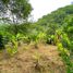  Land for sale in Vilcabamba Victoria, Loja, Vilcabamba Victoria, Loja, Loja