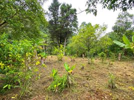  Land for sale in Vilcabamba Victoria, Loja, Vilcabamba Victoria, Loja, Loja
