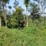  Land for sale in Tanggul, East Jawa, Tanggul, Jember