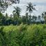  Land for sale in Dauin, Negros Island Region, Dauin