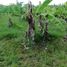  Land for sale in Kerobokan, Bali, Kerobokan