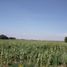  Land for sale in Atenco, Mexico, Atenco