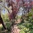  Terreno (Parcela) en venta en Chacabuco, Santiago, Colina, Chacabuco