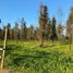  Land for sale in Chile, Vina Del Mar, Valparaiso, Valparaiso, Chile
