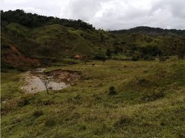  Land for sale in Alejandria, Antioquia, Alejandria