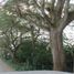  Land for sale in Centro, Tabasco, Centro, Tabasco