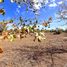  Land for sale in Chile, Colina, Chacabuco, Santiago, Chile
