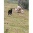  Villa for sale in Ojos del Caburga, Cautin, Pucon, Cautin
