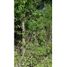  Terreno (Parcela) en venta en Dist Pochutla, Oaxaca, Dist Pochutla