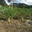  Grundstück zu verkaufen in Othon P Blanco, Quintana Roo, Othon P Blanco