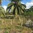  Grundstück zu verkaufen in Othon P Blanco, Quintana Roo, Othon P Blanco