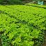  Terreno (Parcela) en venta en Padalarang, West Jawa, Padalarang, Bandung, West Jawa