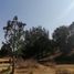  Land for sale in Sombrerete, Zacatecas, Sombrerete
