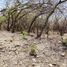  Grundstück zu verkaufen in Miacatlan, Morelos, Miacatlan