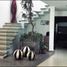 3 Bedroom House for rent in Zapopan, Jalisco, Zapopan