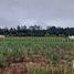  Land for sale in Cuautepec De Hinojosa, Hidalgo, Cuautepec De Hinojosa