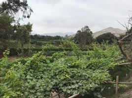  Terreno (Parcela) en venta en Cañete, Lima, Mala, Cañete