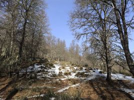  Terreno (Parcela) en venta en Chile, Curacautin, Malleco, Araucanía, Chile