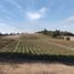  Land for sale in Araucania, Pitrufquen, Cautin, Araucania