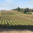  Land for sale in Araucania, Pitrufquen, Cautin, Araucania