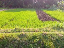  Land for sale in Pengasih, Kulon Progo, Pengasih