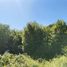  Land for sale in Chile, Paillaco, Valdivia, Los Rios, Chile