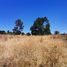  Land for sale in Chile, Paillaco, Valdivia, Los Rios, Chile