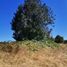  Land for sale in Chile, Paillaco, Valdivia, Los Rios, Chile