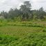  Land for sale in Ubud, Gianyar, Ubud