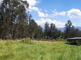  Land for sale in Puembo, Quito, Puembo