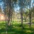  Terreno (Parcela) en venta en Araucanía, Villarrica, Cautín, Araucanía