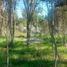  Terreno (Parcela) en venta en Araucanía, Villarrica, Cautín, Araucanía