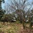  Land for sale in Dist Pochutla, Oaxaca, Dist Pochutla