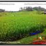  Land for sale in Selemadeg, Tabanan, Selemadeg