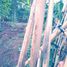  Terreno (Parcela) en venta en Padalarang, West Jawa, Padalarang, Bandung