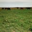  Land for sale in Jaguarao, Rio Grande do Sul, Jaguarao, Jaguarao