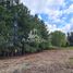  Terreno (Parcela) en venta en Biobío, Santa Barbara, Biobío, Biobío
