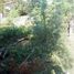 Land for sale in San Fernando City, Ilocos, San Fernando City, La Union